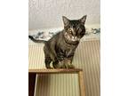 Adopt BINX - Offered by Owner - "Worlds Sweetest Cat" a Tabby