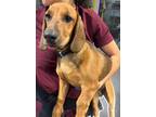 Adopt Puppy Wyatt - So Ca a Dachshund, Basset Hound