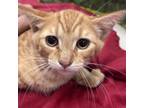 Adopt Cheeto a Domestic Short Hair