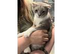 Adopt Buster a Domestic Medium Hair