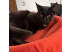 Adopt Midnight a Domestic Short Hair