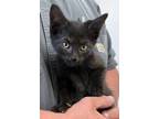 Adopt Omelet a Domestic Short Hair
