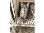 Adopt Asher a Domestic Short Hair