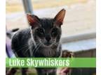 Adopt Luke Skywhisker a Domestic Short Hair