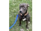 Adopt Hugo a Pit Bull Terrier