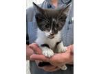 Adopt Bagel a Domestic Short Hair
