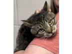 Adopt Felix a Domestic Short Hair