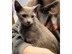 Adopt Flint a Domestic Short Hair