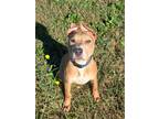 Adopt Harvey Spector a Staffordshire Bull Terrier, Weimaraner