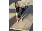 Adopt Kiwi a Australian Cattle Dog / Blue Heeler, Shepherd