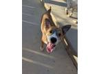 Adopt Mango a Australian Cattle Dog / Blue Heeler, Shepherd