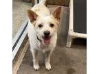 Adopt Huey Lewis a Wire Fox Terrier