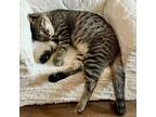 Adopt Addus a Domestic Short Hair