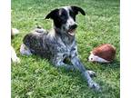 Adopt Chicharrone a Australian Cattle Dog / Blue Heeler, Labrador Retriever