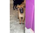 Adopt Pachamamo a Shepherd, Australian Cattle Dog / Blue Heeler