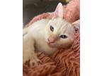 Adopt ALMOND a Domestic Short Hair, Siamese