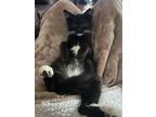 Adopt SNICKERS a Domestic Short Hair