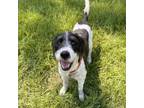 Adopt Griffin a Schnauzer
