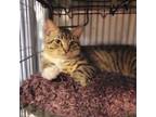 Adopt Sammy a Domestic Short Hair