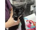 Adopt Bug a Domestic Short Hair