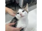 Adopt Brandon a Domestic Short Hair