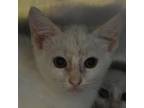 Adopt Pandora a Domestic Short Hair