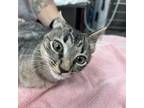 Adopt Midas a Domestic Short Hair