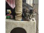 Adopt Hop Scotch a Domestic Short Hair
