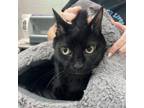 Adopt Beacon a Domestic Short Hair