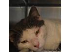 Adopt Bosch a Domestic Short Hair