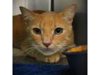 Adopt Mr. Right a Domestic Short Hair