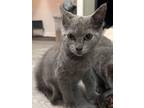 Adopt Blue a Russian Blue, Domestic Short Hair