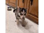 Adopt Meeko a Siberian Husky