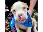 Adopt Tre Cool a Pit Bull Terrier