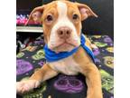 Adopt Tim a Pit Bull Terrier