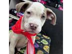 Adopt Billie Joe a Pit Bull Terrier
