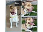 Adopt Bjorn a Husky