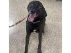 Adopt Jackson a Black Labrador Retriever, Foxhound