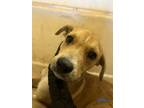 Adopt Cava a Boxer, Mixed Breed