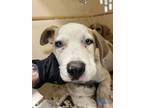 Adopt Decoy a Boxer, Mixed Breed