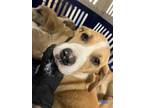 Adopt Cortese a Boxer, Mixed Breed