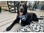 Adopt Jeffie a Labrador Retriever, Retriever