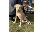 Adopt Dawson (sibling to Dutton) a Labrador Retriever, Pit Bull Terrier