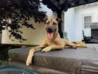 Adopt Royce - car litter of 8 a Labrador Retriever, Shepherd