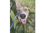 Adopt Banjo a Plott Hound