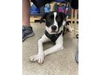 Adopt Max - shed litter of 9 a Labrador Retriever, Pit Bull Terrier
