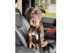 Adopt River a Rottweiler, Labrador Retriever