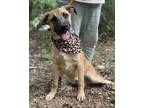 Adopt Dillon a Shepherd, Black Mouth Cur