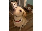 Adopt Dutton (sibling to Dawson) a Labrador Retriever, Pit Bull Terrier