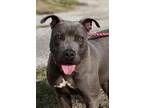 Adopt Mars a Pit Bull Terrier